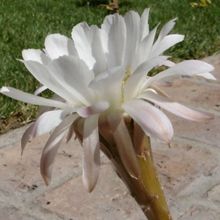 Una foto de Echinopsis leucantha