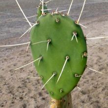 Una foto de Opuntia elata