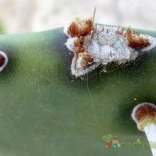 A photo of Opuntia elata