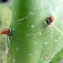 A photo of Opuntia elata