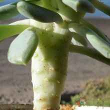 Una foto de Pachyveria Changeling (Pachyphytum bracteosum x Echeveri secunda)