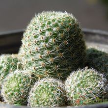 Una foto de Rebutia heliosa x pulvinosa cv. sunrise (HIBRIDO)