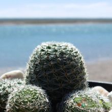 Una foto de Rebutia heliosa x pulvinosa cv. sunrise (HIBRIDO)