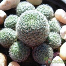 Una foto de Rebutia heliosa x pulvinosa cv. sunrise (HIBRIDO)