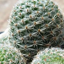 Una foto de Rebutia heliosa x pulvinosa cv. sunrise (HIBRIDO)