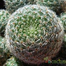 Una foto de Rebutia heliosa x pulvinosa cv. sunrise (HIBRIDO)