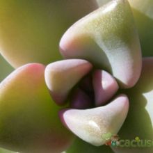 Una foto de Graptosedum Ghosty