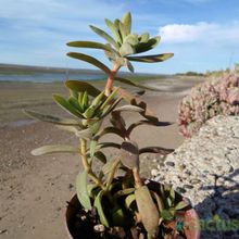 Una foto de Crassula pubescens subsp. rattrayi