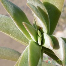 Una foto de Crassula pubescens subsp. rattrayi