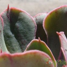 Una foto de Echeveria Painted Frills (E. shaviana Pink Frills x E. nodulosa) (HIBRIDO)