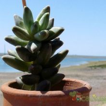 Una foto de Pachyphytum compactum