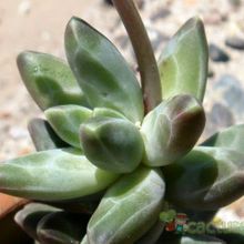 Una foto de Pachyphytum compactum