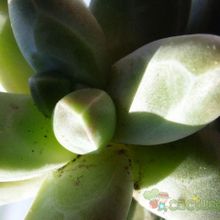 Una foto de Pachyphytum compactum