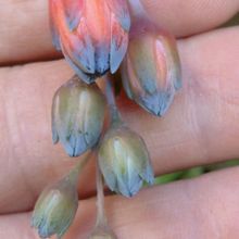 Una foto de Pachyphytum compactum