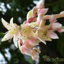 Una foto de Cremnosedum Penn Ar Ru  (Cremnophila linguifolia x Sedum sp) (Hibrido)