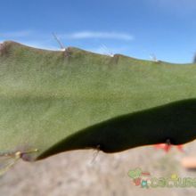Una foto de Disocactus ackermannii