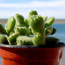 A photo of Cotyledon tomentosa