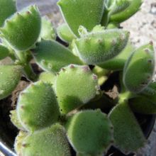 A photo of Cotyledon tomentosa