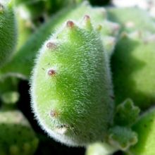 A photo of Cotyledon tomentosa