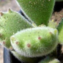 A photo of Cotyledon tomentosa