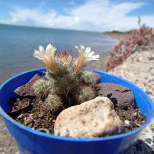 A photo of Mammillaria prolifera