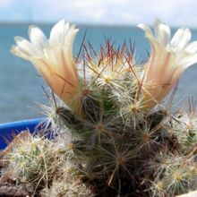 A photo of Mammillaria prolifera