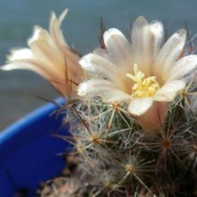 A photo of Mammillaria prolifera