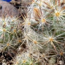 A photo of Mammillaria prolifera