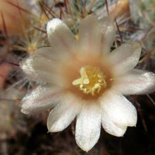 A photo of Mammillaria prolifera