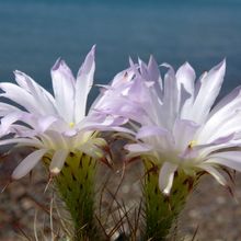 Acanthocalycium klimpelianum