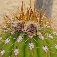 A photo of Echinopsis spachiana