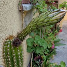 A photo of Echinopsis spachiana