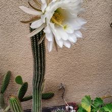 A photo of Echinopsis spachiana