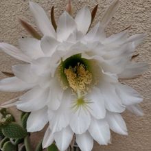 A photo of Echinopsis spachiana