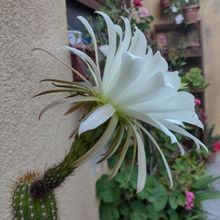 A photo of Echinopsis spachiana