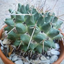 A photo of Mammillaria magnimamma