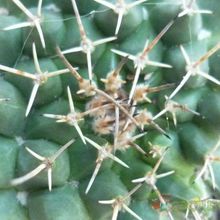 A photo of Mammillaria magnimamma