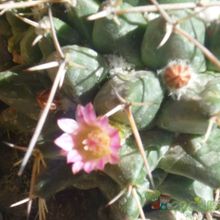A photo of Mammillaria magnimamma