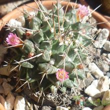 A photo of Mammillaria magnimamma