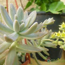 A photo of Graptosedum cv. Francesco Baldi