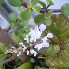 A photo of Plectranthus verticillatus