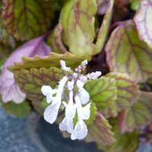 A photo of Plectranthus verticillatus