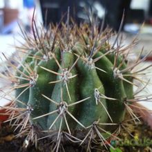 Una foto de Echinopsis leucantha