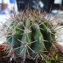 Una foto de Echinopsis leucantha