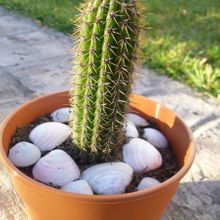 A photo of Echinopsis spachiana