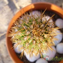 A photo of Echinopsis spachiana