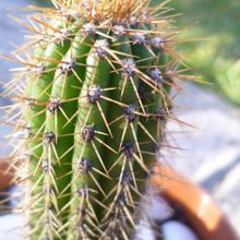 A photo of Echinopsis spachiana