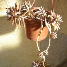 A photo of Graptosedum cv. Francesco Baldi
