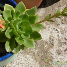 A photo of Echeveria stolonifera