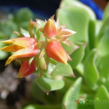 A photo of Echeveria stolonifera